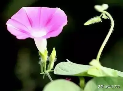 各种花的花语和寓意及图片