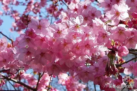 各种花的花语和寓意及图片