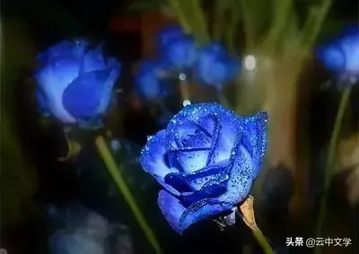 各种花的花语和寓意及图片