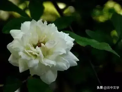 各种花的花语和寓意及图片