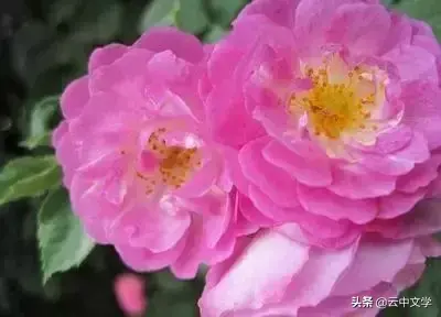 各种花的花语和寓意及图片