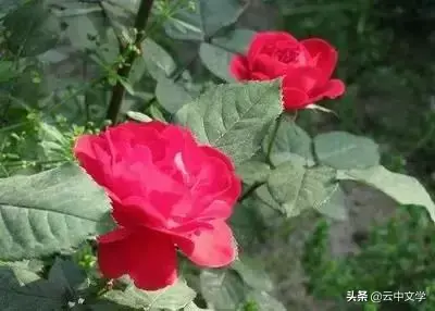 各种花的花语和寓意及图片