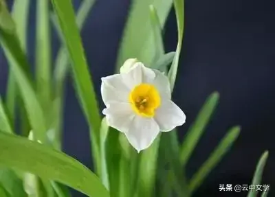 各种花的花语和寓意及图片