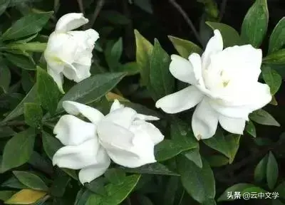 各种花的花语和寓意及图片