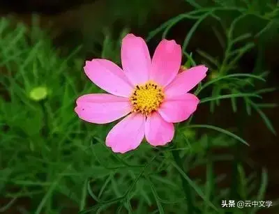 各种花的花语和寓意及图片