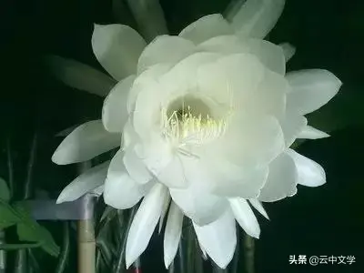 各种花的花语和寓意及图片