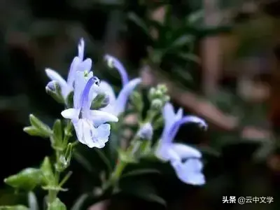 各种花的花语和寓意及图片