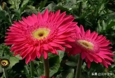 各种花的花语和寓意及图片