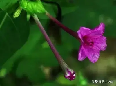 各种花的花语和寓意及图片