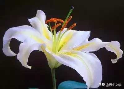 各种花的花语和寓意及图片