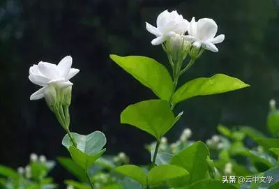 各种花的花语和寓意及图片