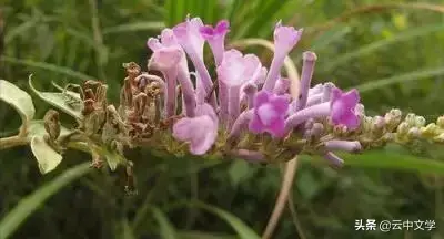 各种花的花语和寓意及图片