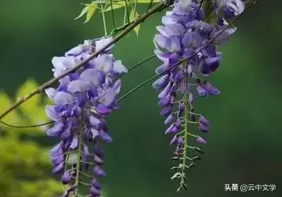 各种花的花语和寓意及图片