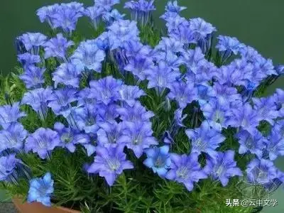 各种花的花语和寓意及图片