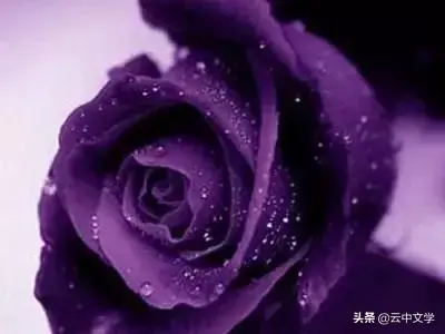 各种花的花语和寓意及图片