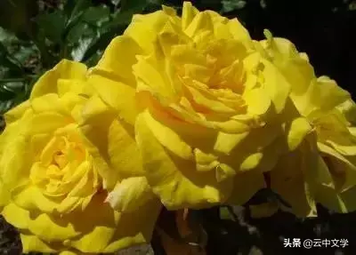 各种花的花语和寓意及图片