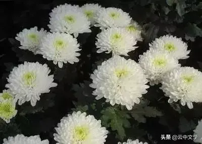 各种花的花语和寓意及图片