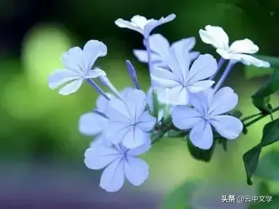 各种花的花语和寓意及图片