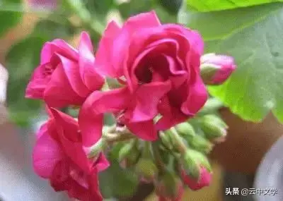 各种花的花语和寓意及图片