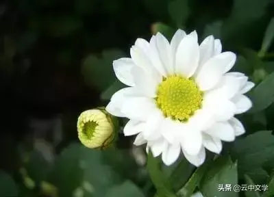 各种花的花语和寓意及图片