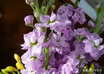 各种花的花语和寓意及图片