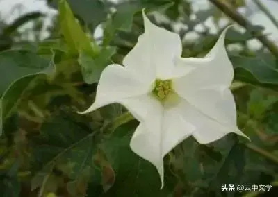 各种花的花语和寓意及图片