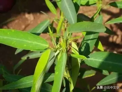 各种花的花语和寓意及图片