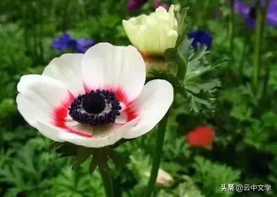 各种花的花语和寓意及图片