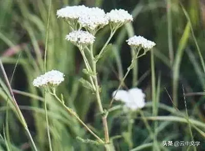 各种花的花语和寓意及图片