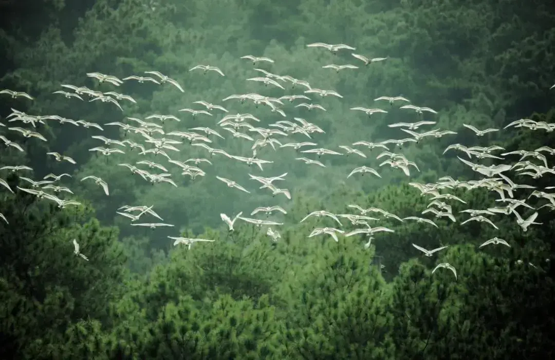 保护生物多样性的意义