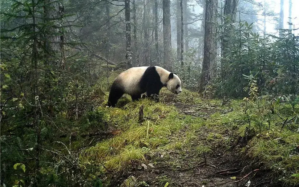 保护生物多样性的意义